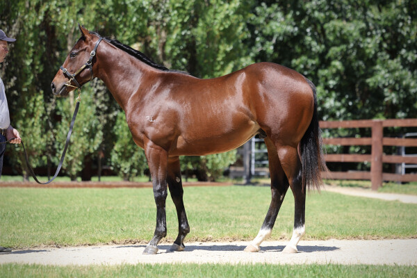 Lot 189: Hellbent / Miramare (NZ)