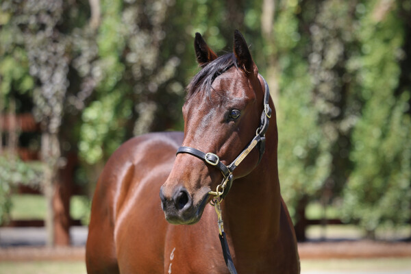 Lot 189: Hellbent / Miramare (NZ)