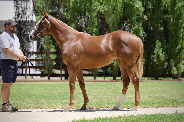 Lot 232: Brave Smash (JPN) / Nags to Riches