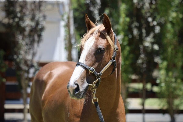 Lot 232: Brave Smash (JPN) / Nags to Riches