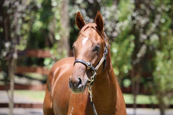 Lot 440: Bivouac / Smokin' Val