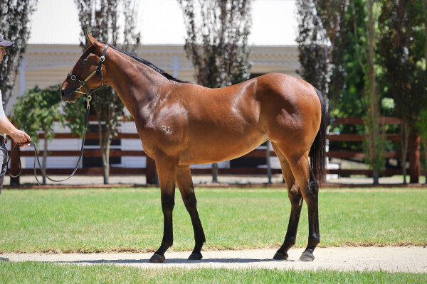 Lot 506: Farnan / The Maldives