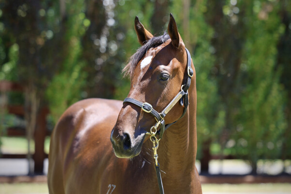 Lot 506: Farnan / The Maldives