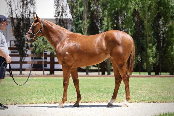 Lot 554: Farnan / Valley Sweetheart