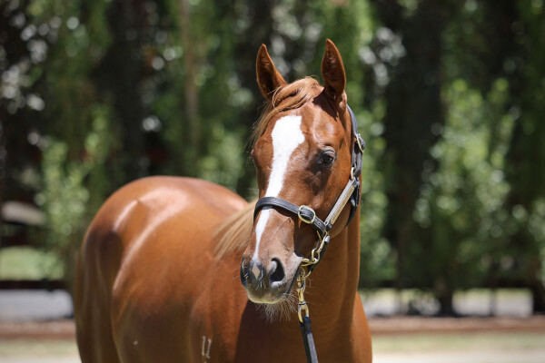 Lot 554: Farnan / Valley Sweetheart