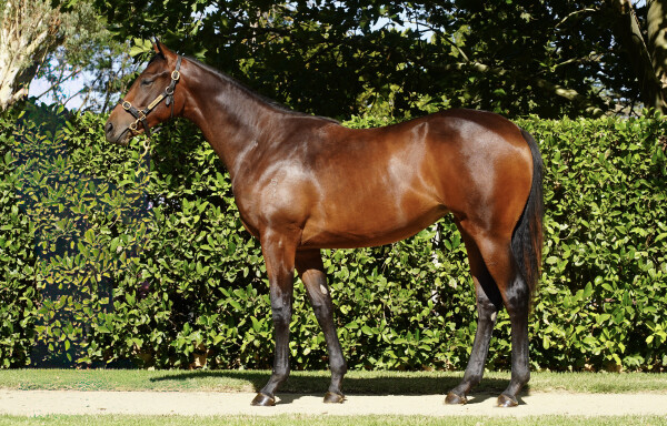 Lot 734: Xtravagant (NZ) / Cross Stitch (NZ)