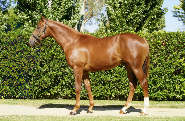 Lot 654: Xtravagant (NZ) / Bali Bali