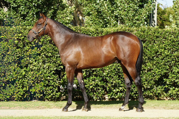 Lot 591: Cool Aza Beel (NZ) / Yield