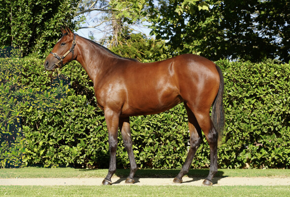 Lot 556: Cool Aza Beel (NZ) / Vanderlune