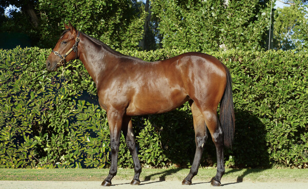 Lot 280: Cool Aza Beel (NZ) / Our Revenue