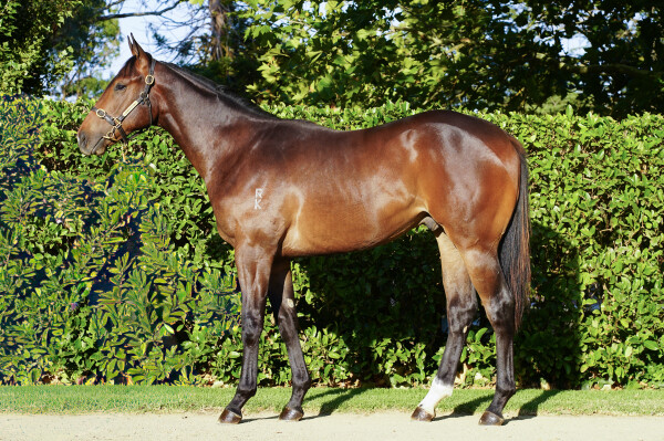 Lot 223: Cool Aza Beel (NZ) / Mutual
