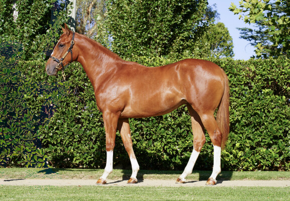 Lot 194: Ghaiyyath (IRE) / Miss Diddles