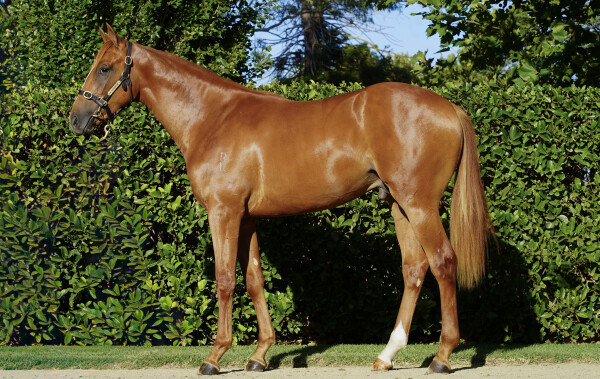 Lot 174: Xtravagant (NZ) / Medina Ridge
