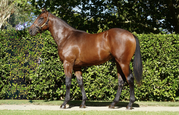 Lot 65: Cool Aza Beel (NZ) / Hittite