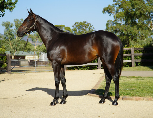 Lot 71: Brutal (NZ) / Hottentotta