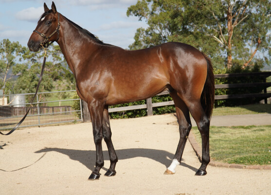Lot 183: Shamus Award / Mighty Hoopla