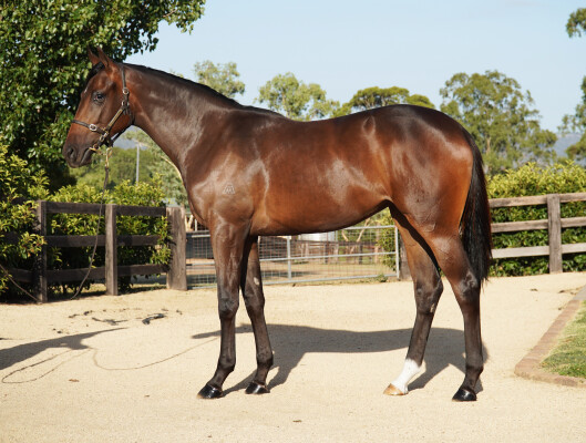 Lot 185: Satono Aladdin (JPN) / Millie Georgia (NZ)