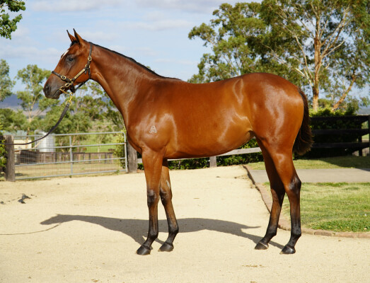 Lot 213: Admire Mars (JPN) / Moon Rose