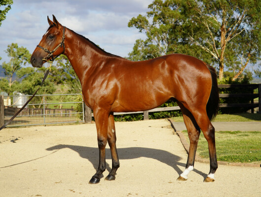 Lot 258: Tiger of Malay / Oakfield Tepee