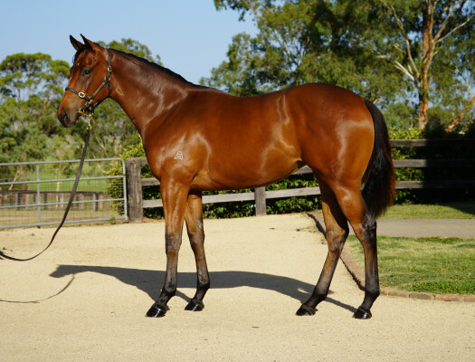 Lot 303: Brave Smash (JPN) / Piempurr