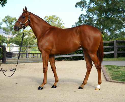 Lot 648: Pride of Dubai / Ayahuasca