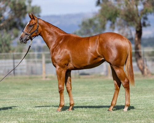 Lot 218: Capitalist / Mossbeat