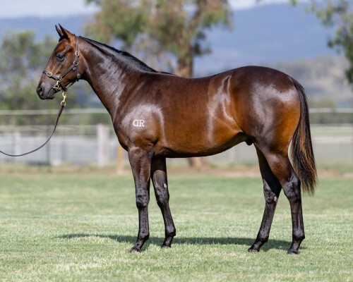 Lot 256: Pride of Dubai / November Gale