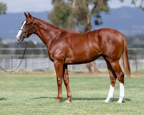 Lot 379: The Autumn Sun / Sail