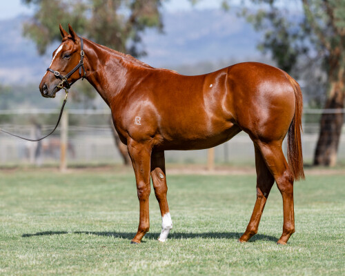 Lot 467: St Mark's Basilica (FR) / Stoked