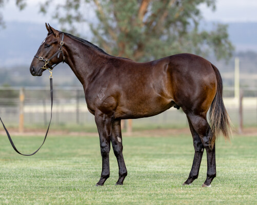 Lot 518: Hitotsu / Tight Ropes