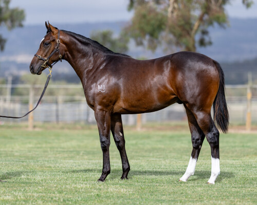 Lot 570: Captivant / War Heroine (USA)