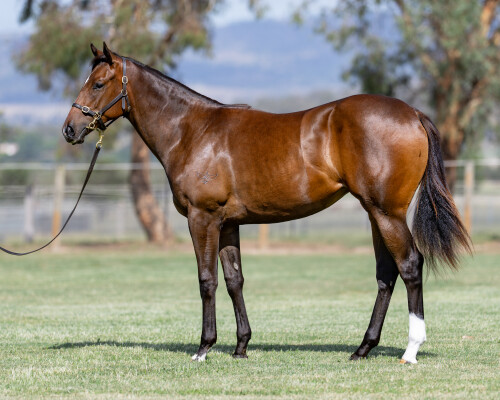 Lot 623: Bivouac / American Flyer