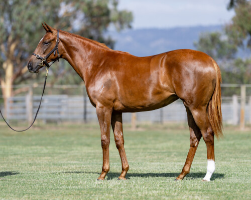 Lot 627: New Bay (GB) / Angels Play (GB)