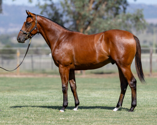 Lot 647: Star Turn / Awasita