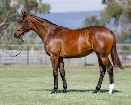 Lot 690: The Autumn Sun / By Decree