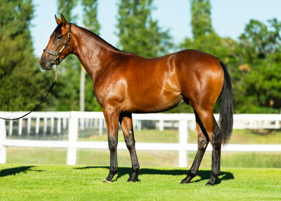Lot 176: Star Turn / Meiji