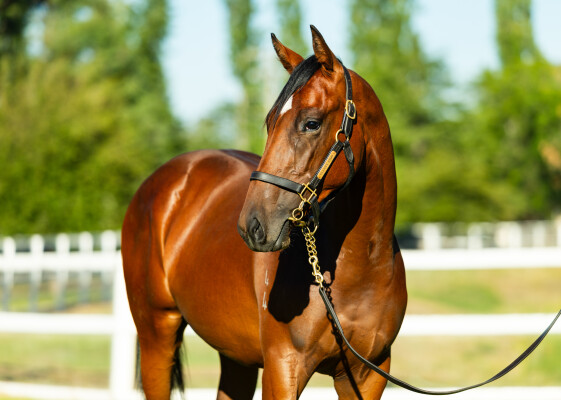 Lot 176: Star Turn / Meiji