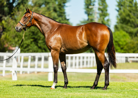 Lot 405: In the Congo / Sensible Lady (USA)