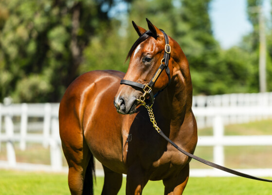 Lot 405: In the Congo / Sensible Lady (USA)