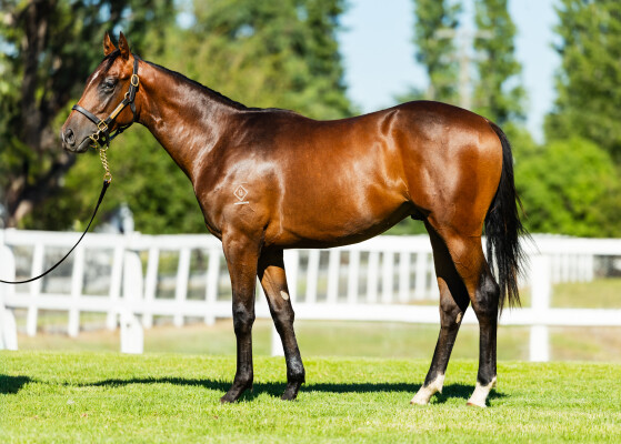 Lot 451: Zousain / Sombre Sea