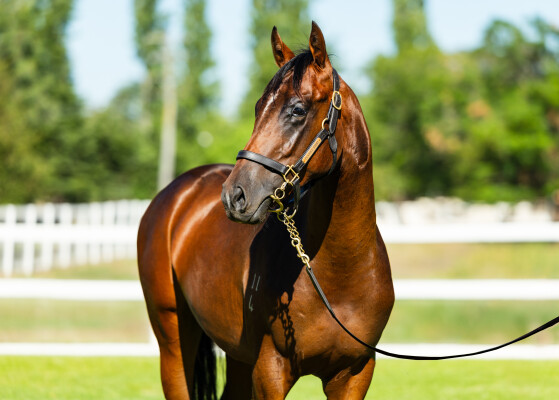 Lot 451: Zousain / Sombre Sea