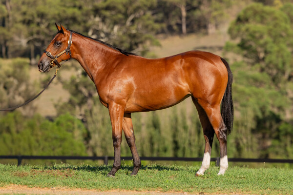 Lot 254: Castelvecchio / Not Uncertain (JPN)