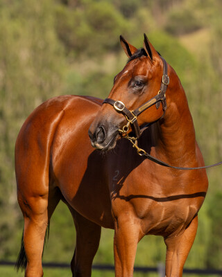 Lot 254: Castelvecchio / Not Uncertain (JPN)