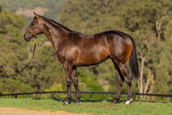 Lot 287: Brave Smash (JPN) / Parraay