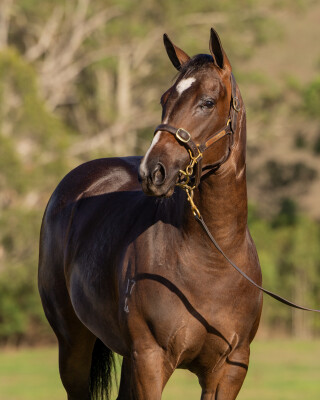 Lot 287: Brave Smash (JPN) / Parraay