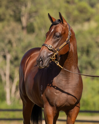 Lot 337: Pierro / Real Desire