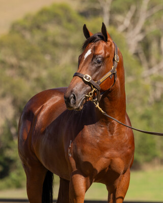 Lot 397: Exceedance / Secaution