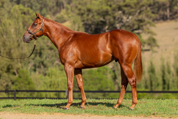 Lot 449: Earthlight (IRE) / Solar Rock