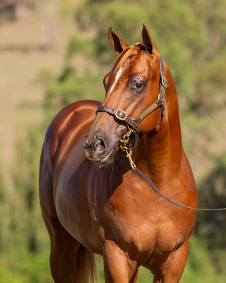 Lot 449: Earthlight (IRE) / Solar Rock