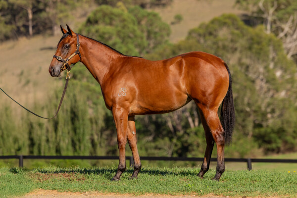 Lot 471: Wild Ruler / Sublime